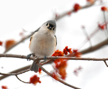 Tufted Titmouse Bird On The Spring Branch