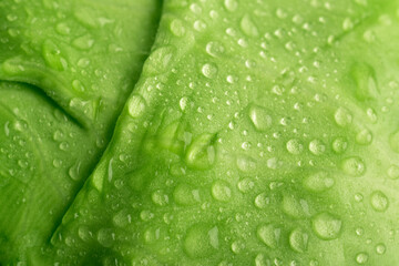 Wall Mural - Close up of cabbage surface, macro leaf