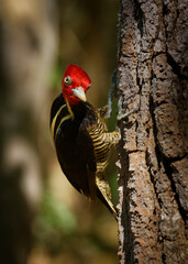 Wall Mural - Pale-billed woodpecker - Campephilus guatemalensis  is a very large woodpecker that is a resident breeding bird from northern Mexico to western Panama.