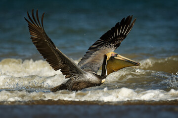 Brown pelican - Pelecanus occidentalis big bird of the pelican family, Pelecanidae, feed and hunt by diving into water. Flying and fishing, kamikaze to the water from the flight, blue sea and waves