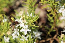 Banded Bee Fly (Villini) Sipping Nectar From Creeping Boobialla, South Australia