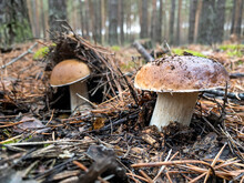Mushrooms Boletus Edulis Grow In The Forest.