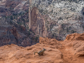 Wall Mural - Chipmunk on the edge of cliff of Zion Canyon