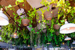 Selective focus on evergreen climbing plants in hanging baskets and lamps fixed on the ceiling with blurred restaurant interior in the background. Trendy Biophilic interior design decor.
