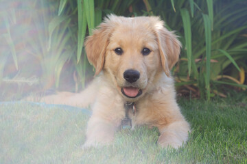 Golden retriever puppy