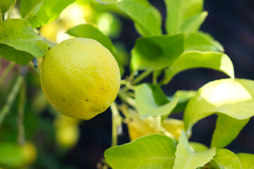 lemon on tree