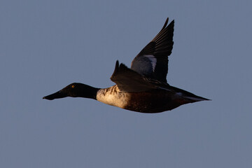 Wall Mural - Northern Shoveler flying in beautiful light, seen in the wild in North California