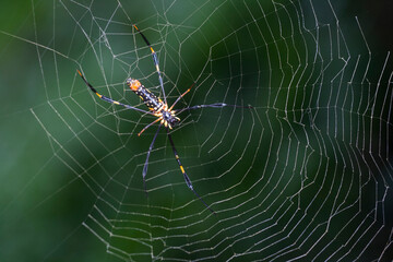Spider in its web