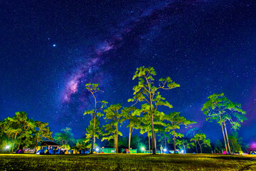 Wall Mural - the milky way galaxy on tourist camping ground in a pine forest