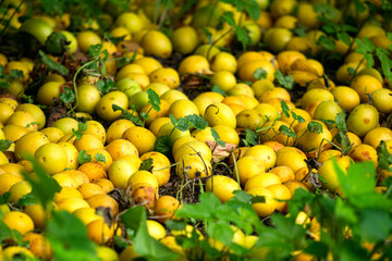 Wall Mural - Yellow cherry plum rotting on the ground under a tree.