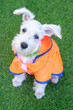 white schauzer dog Orange rain suit