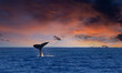 A humpback whale slaps his tail on the ocean water under a dramatic sunset with a sailboat in the distance