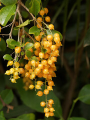 Poster - (Duranta repens ou plumieri) Fructification estivale de grappes de drupes jaunes orangés, rondes et brillante au bec arqué du vanillier de Cayenne ou durante dans un feuillage vert franc