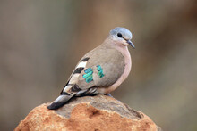 The Emerald-spotted Wood Dove (Turtur Chalcospilos) Sits On A Stone. A Small Turtle With Green Feathers In Its Wings Sits On A Lone Stone With A Brown Background.