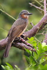 Sticker - The brown-eared bulbul (Hypsipetes amaurotis) sitting on the branch.Asian bulbul in a dense bush.