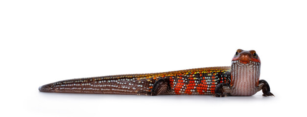 Aufkleber - Vivid colored adult Fire skink aka Lepidothyris fernandija, standing side ways, head turned to camera showing both eyes. isolated on white background.