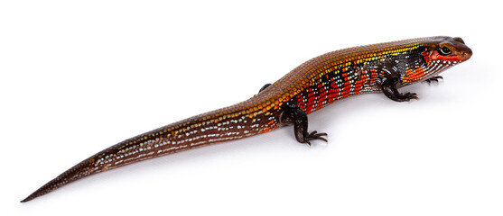 Fototapete - Top view of vivid colored adult Fire skink aka Lepidothyris fernandija, showing back. Isolated on white background.