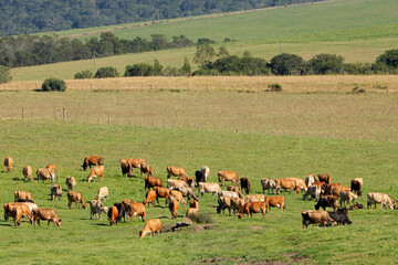 Wall Mural - Dairy cows grazing on lush green pasture of a rural farm, South Africa.