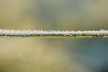 Wall Mural - grass in the morning hoarfrost