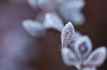 Wall Mural - butterfly on a flower hoarfrost