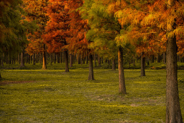 inside view of a cypress forest during autumn time.