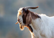 Boer goat walking on meadow