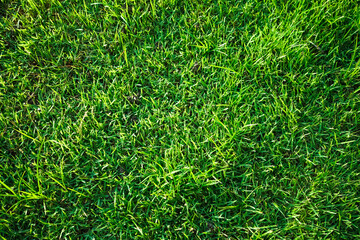 Wall Mural - Green lawn pattern and texture background.