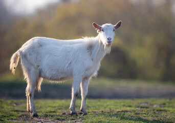 Wall Mural - Organic livestock breeding of Saanen goat in nature