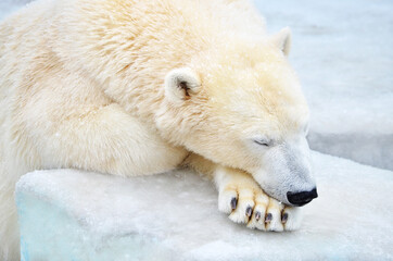 Wall Mural - white polar bear