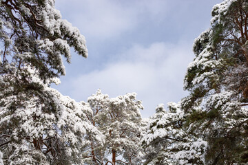 Wall Mural - Bright pine trees in snow with dark cloudy sky on the background. Winter landscape