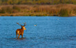 © JUAN CARLOS MUNOZ - RED DEER - CIERVO COMUN O ROJO (Cervus elaphus)