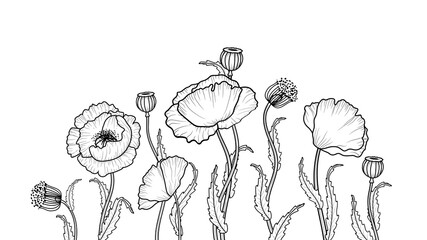 Wall Mural - drawing flowers. poppy flower clip-art or illustration.