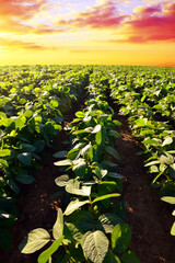 Wall Mural - Growing green soybeans plant on field. Soy plantation at sunset. Spring landscape in the setting sun.