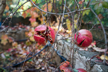 Wall Mural - Pomegranate fruit. Autumn garden with popped pomegranate at the end of the season, autumn leaves in the background. Organic Bio fruits