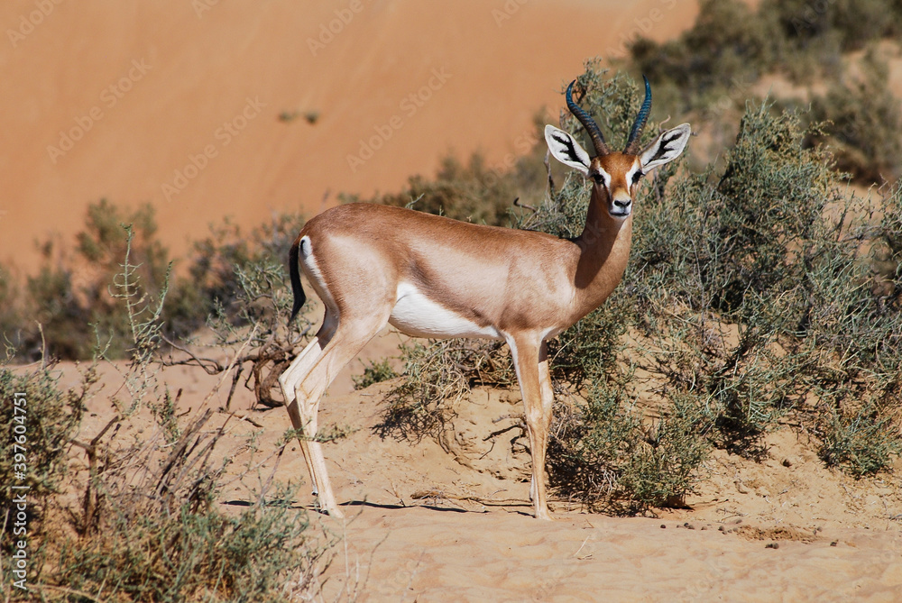 Arabian gazelle standing in desert shrubs Stock Photo | Adobe Stock