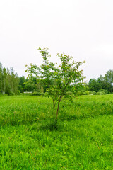 Wall Mural - green summer garden scene in countryside