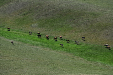 Wall Mural - Cows grazing in grassland