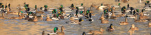 Group Of Waterfowl Ducks On The Lake