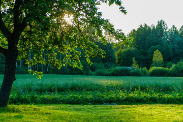 Wall Mural - green summer garden scene in countryside