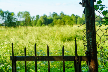 Wall Mural - green summer garden scene in countryside