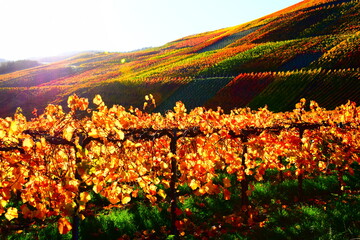 Canvas Print - herbstliche Weinberge im Ahrtal bei Rech