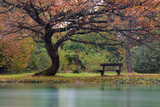Fototapeta Miasta - Banchina, nel parco, sotto una grande quercia in autunno lungo la riva del fiume.