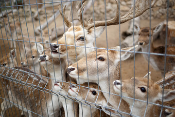 young deer behind bars at the zoo