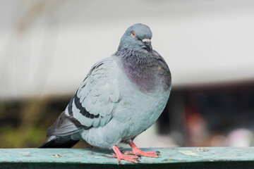 Wall Mural - Beautiful pigeon portrait photo.