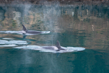 dolphin in the water