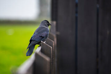 Wall Mural - Crow portrait photo.