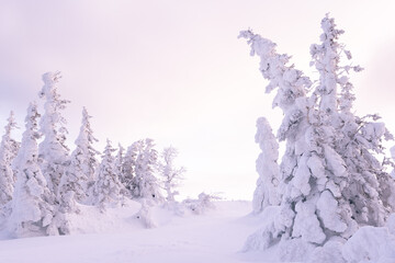 Winter landscape with snow covered fir trees. Frost covered forest is illuminated by pink morning rays