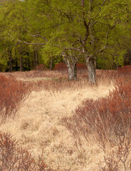 Two birch trees in spring