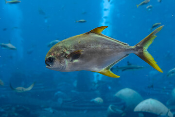 Wall Mural - Trachinotus blochii or snubnose pompano in Atlantis, Sanya, Hainan, China.. Pompanos are marine fishes in the genus Trachinotus in the family Carangidae (better known as 