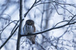 Small European hunter Pygmy owl, Glaucidium passerinum perched during a cold and wintery day in Estonian boreal forest.